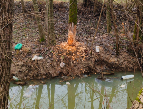 Clean-up Action in Kobilje