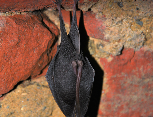 Surviving with Bats Exhibition in Kančevci